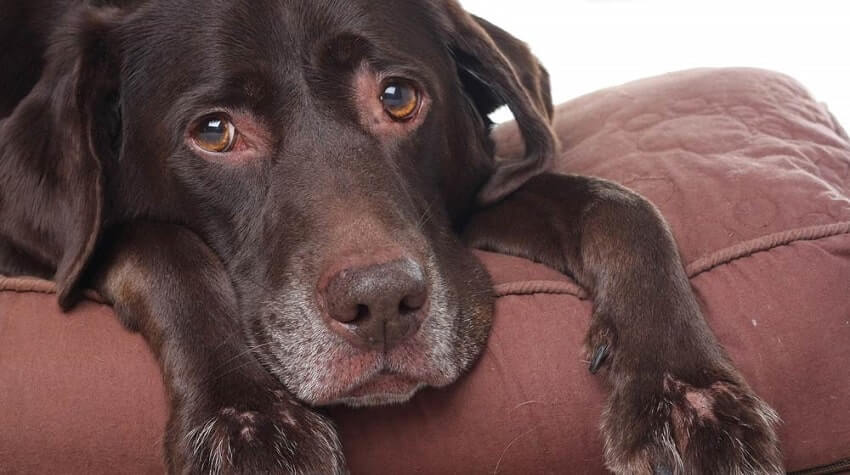 Köpeklerde deri kızarıklığı ve alerji belirtileri
